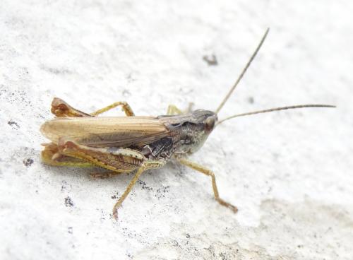 Chorthippus apricarius apricarius